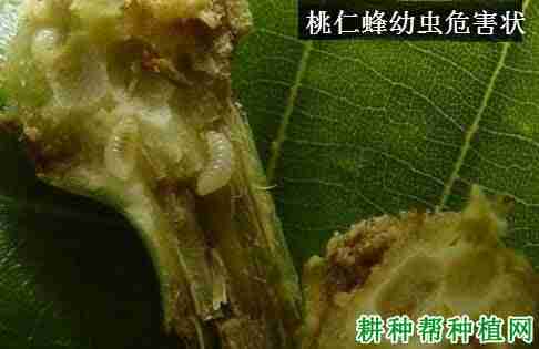 种桃树如何防治桃仁蜂蜜病害(种桃树如何防治桃仁蜂窝虫)